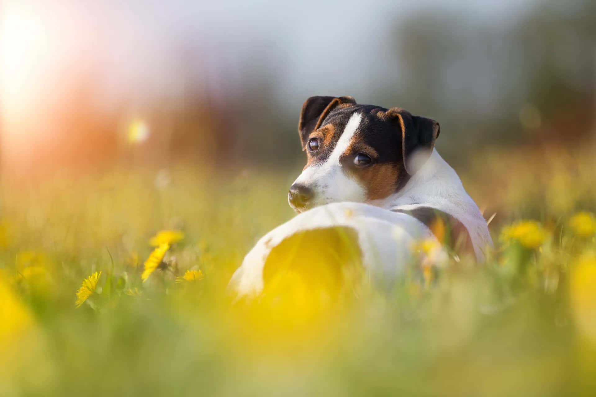 Cherished dog peaceful goodbye