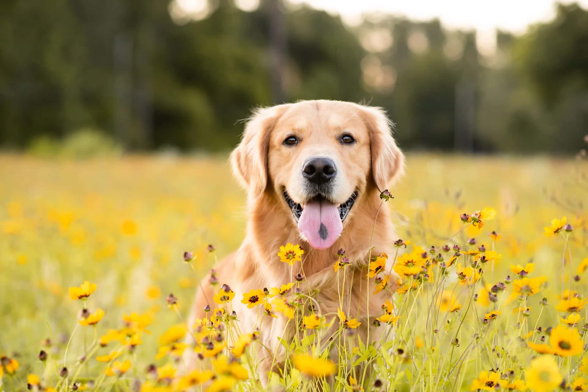 Happy golden retriever enjoying compassionate care